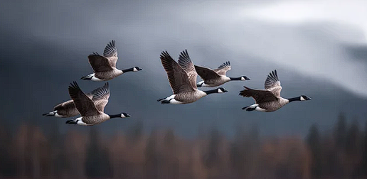 Geese flying together