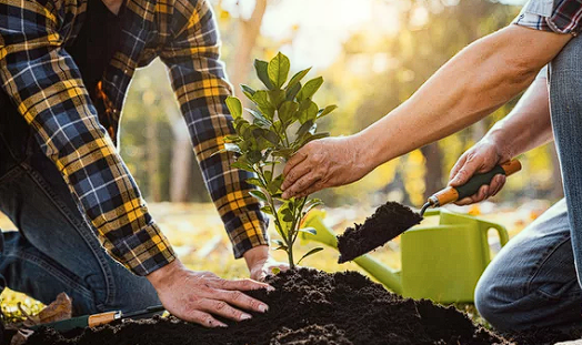 Two people planting a young tree together